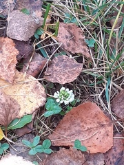 Trifolium repens