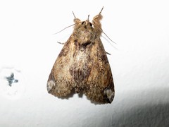 Plotheia exacta