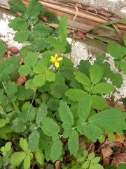 Chelidonium majus