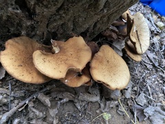Gymnopilus junonius