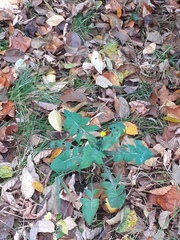 Sonchus oleraceus