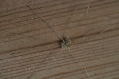 Trachyrhinus rectipalpus