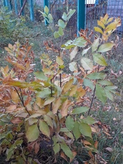 Fraxinus pennsylvanica