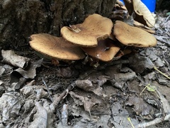 Gymnopilus junonius