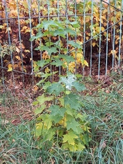 Acer platanoides