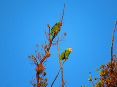 Amazona oratrix
