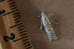 Zamagiria australella
