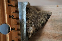 Melipotis famelica