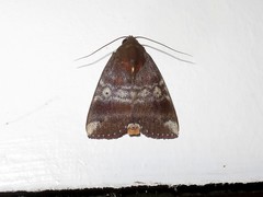 Xenochroa mediogrisea