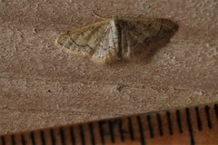 Idaea celtima