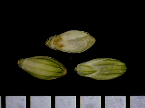 Setaria viridis