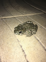 Bufotes viridis