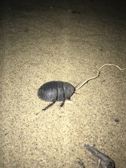 Polyphaga aegyptiaca