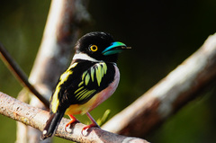 Eurylaimus ochromalus