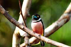 Eurylaimus ochromalus