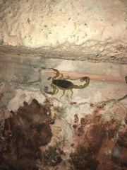 Olivierus caucasicus