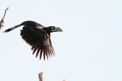 Anorrhinus galeritus