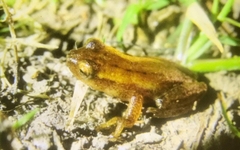 Dendropsophus sanborni