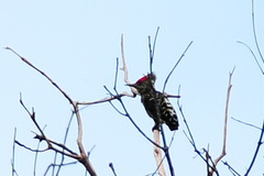 Hemicircus concretus
