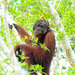 Bornean Orangutan - Photo (c) Ben Tsai蔡維哲, some rights reserved (CC BY-NC), uploaded by Ben Tsai蔡維哲