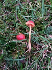 Hygrocybe mucronella