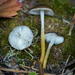 Strobilurus albipilatus - Photo (c) Mike Potts, some rights reserved (CC BY-NC-ND), uploaded by Mike Potts