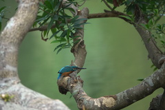Alcedo atthis