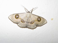 Problepsis borneamagna