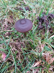 Entoloma infula