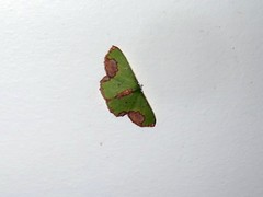 Spaniocentra apatelloides