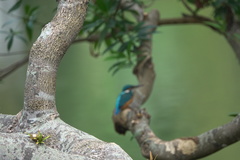 Alcedo atthis
