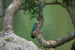 Alcedo atthis