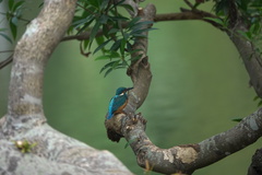 Alcedo atthis