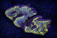 Phellinus chrysoloma