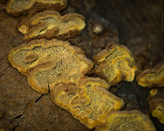 Phellinus chrysoloma