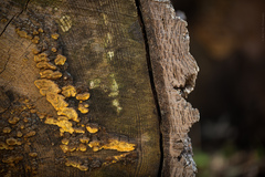 Phellinus chrysoloma