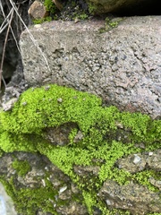 Dicranoweisia cirrata