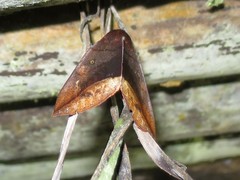 Thyas javanica