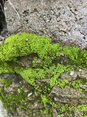 Dicranoweisia cirrata