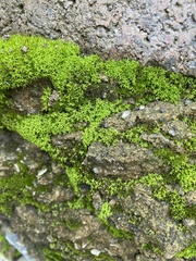 Dicranoweisia cirrata