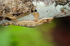 Gekko horsfieldii