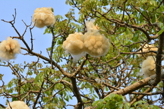 Ceiba speciosa