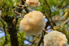 Ceiba speciosa