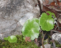 Umbilicus horizontalis