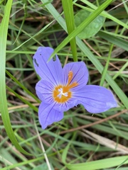 Crocus pulchellus