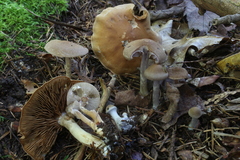 Cortinarius anomalus