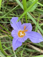 Crocus pulchellus
