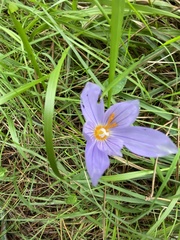 Crocus pulchellus