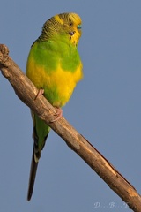 Melopsittacus undulatus domesticus