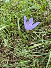 Crocus pulchellus